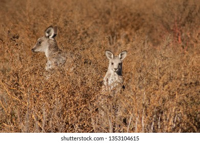 Wallabies, Great Dividing Range, Australia