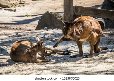 Wallabies relaxing in the middle of the day. - Shutterstock ID 1325970023