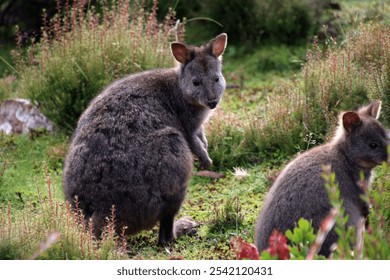 Wallaby close up in the Cradle Mountain National Park Tasmania, Australia - Powered by Shutterstock