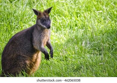 Wallaby, Edinburgh Zoo