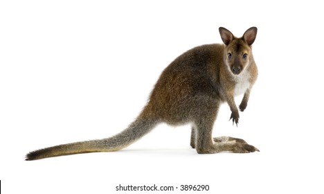 Wallaby in front of a white background