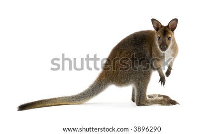 Wallaby in front of a white background