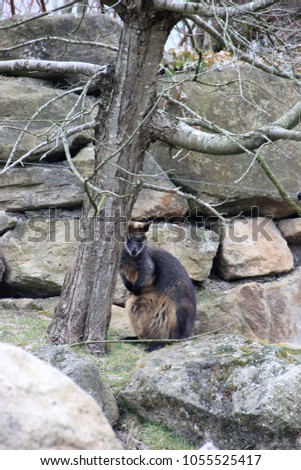 a wallaby hiding behind a tree
