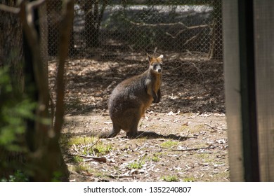 Wallaby Inside Healesville Sanctuary