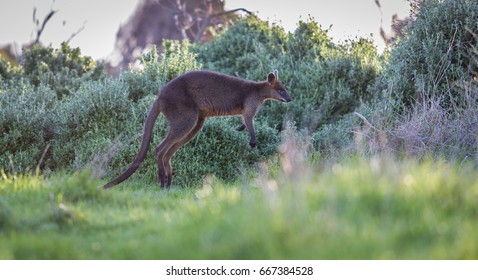 wallaby jumping