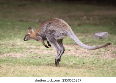 wallaby jumping out Macropus rufogriseus rufogriseus