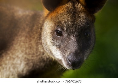 A Wallaby (Macropus Parryi) Which Native To Australia And Tasmania, Have Been Flourishing And Thriving On The Isle Of Man Also Ever Since A Pair Escaped In The 1970s From A Wildlife Park.