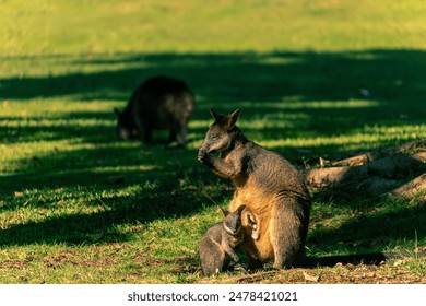 Wallaby mother and baby in The Basin, Northern Beaches, Sydney. Perfect for wildlife and family nature photography - Powered by Shutterstock