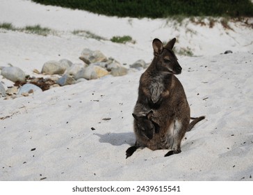 A wallaby mother sits on a sandy beach with her baby looking out her pouch. - Powered by Shutterstock