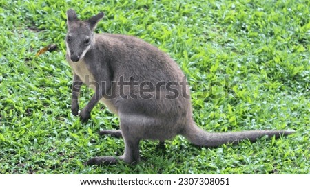 The wallaby is one of about thirty species of macropods. These animals are smaller than the kangaroo or wallaroo. The very small forest-dwelling wallabies are known as pademelons and dorcopsises.