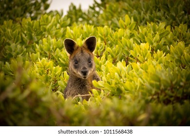 Wallaby at Philip Island