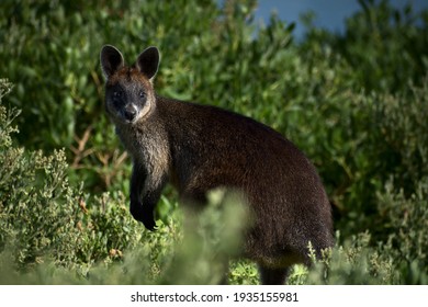 Wallaby of Phillip Island, Victoria, Australia.