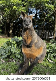 Wallaby sitting with sun whinging in its face