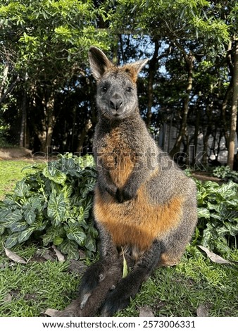 Wallaby sitting with sun whinging in its face