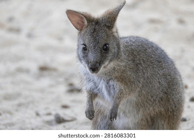 Wallaby standing and looking at camera
