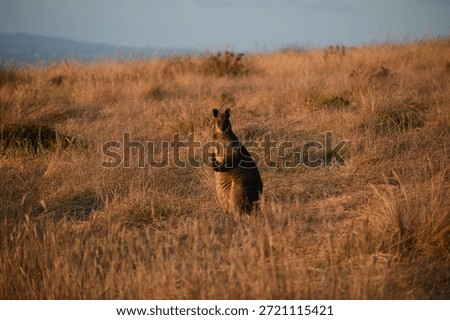 Wallaby at sunset looking at camera