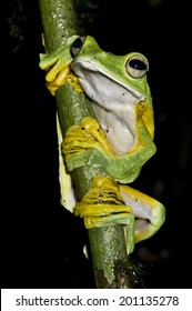 Wallace Flying Frog