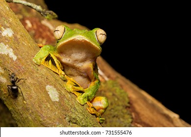 Wallace's Flying Frog