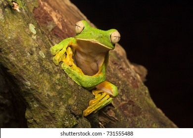 Wallace's Flying Frog