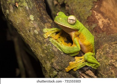 Wallace's Flying Frog