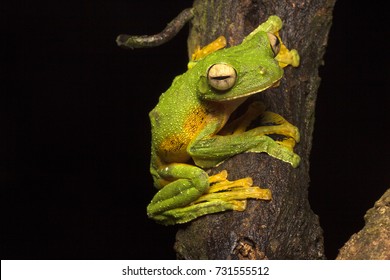 Wallace's Flying Frog