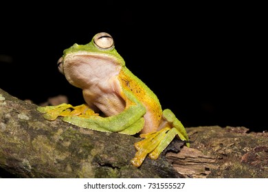 Wallace's Flying Frog