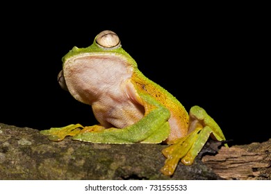 Wallace's Flying Frog