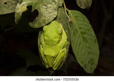 Wallace's Flying Frog