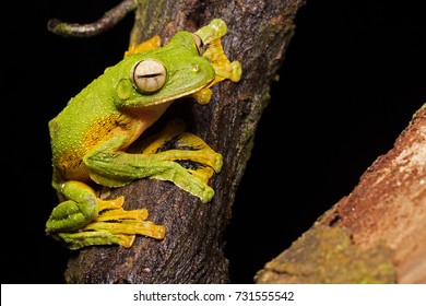 Wallace's Flying Frog