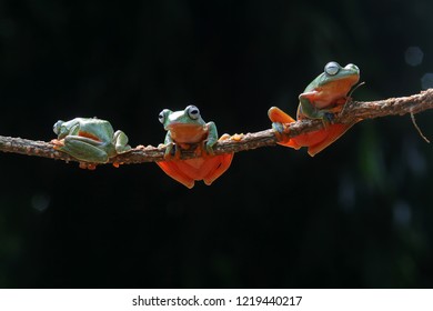 Wallace's Flying Frog On A Branch