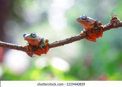 Wallace's Flying Frog On A Branch