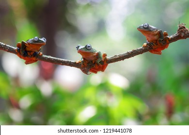 Wallace's Flying Frog On A Branch