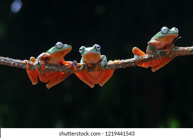 Wallace's Flying Frog On A Branch