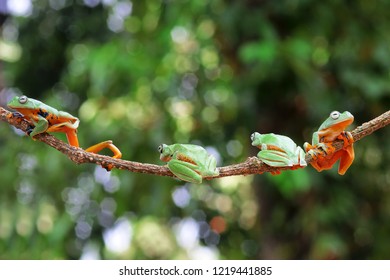 Wallace's Flying Frog On A Branch