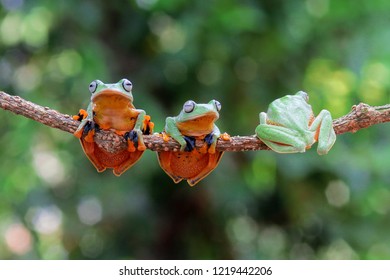 Wallace's Flying Frog On A Branch