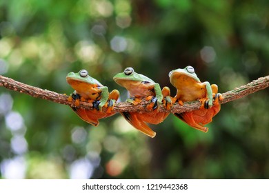 Wallace's Flying Frog On A Branch