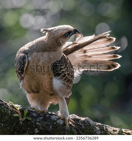 Wallace's Hawk Eagle eye level shot perch open