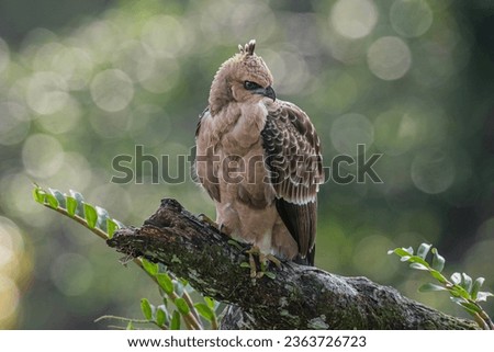 Wallace's Hawk Eagle perch open eye  level hunting for food