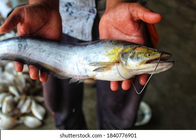 Wallago Attu Fresh Water Shark Catfish In Hand Fish With Sharp Teeth River Monster Fish