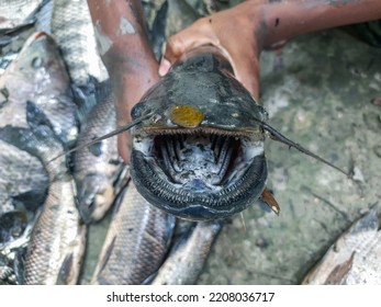 Wallago Attu Fresh Water Shark Catfish In Hand, Fish With Sharp Teeth River Monster Fish. Big Wallago Attu Fish In Hand Giant River Monster Catfish In Hand. 