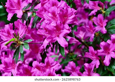 Wallaper with bright pink blooming flowers of Azaleas(rhododendron). Purple flowers on the background of juicy green foliage.Delicate spring flowers close-up.