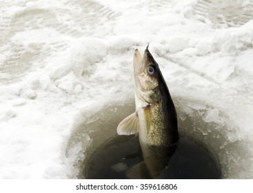 Walleye Being Pulled Through The Ice While Ice Fishing