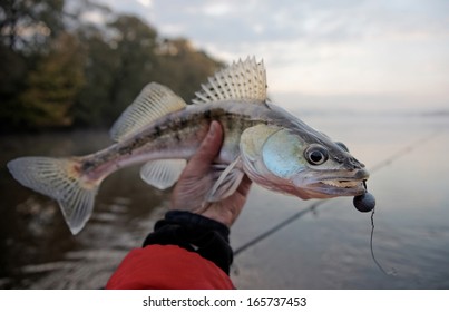 Walleye Caught On Handmade Jig Lure In Misty Autumn Morning