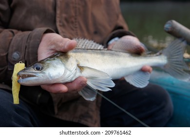 Walleye Caught On Handmade Jig Lure In Fisherman's Hands