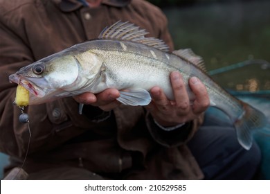 Walleye Caught On Handmade Jig Lure In Fisherman's Hands