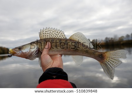 Walleye caught on handmade jig lure, autumn catch