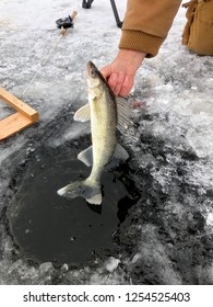 Walleye Caught While Ice Fishing Being Pulled From The Water