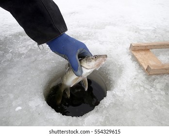 Walleye Caught While Ice Fishing Pulled From The Hole