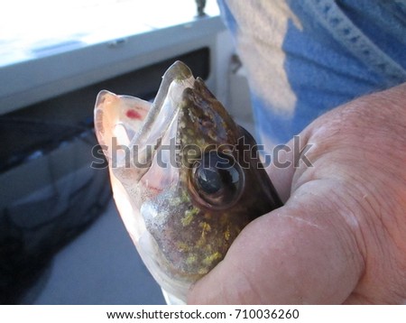 Walleye Eye