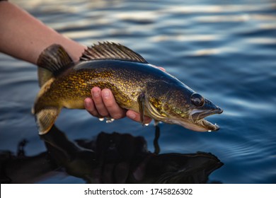Walleye fish closeup held over the water caught in Ontario, Canada